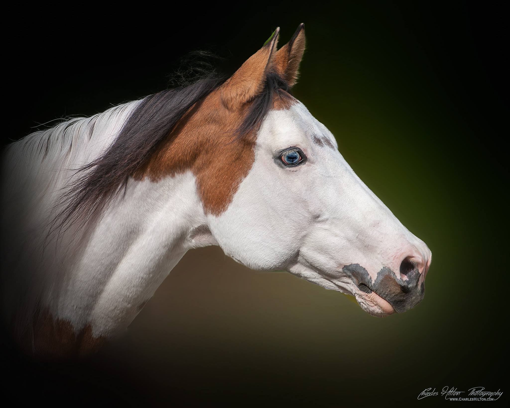 coloured horse names